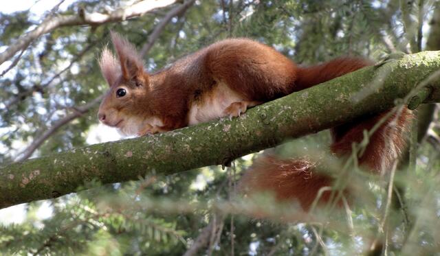 Dieses niedliche Plüschtier lebt in Wäldern, aber auch in unseren Gärten und Parkanlagen.  | Foto: Christel Wolter