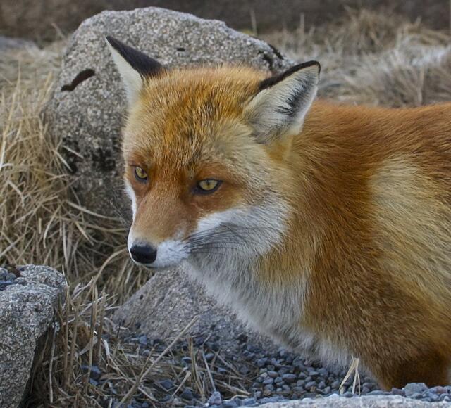 Wenn auch er nachts in unseren Städten auftaucht, so ist der Fuchs doch ein Waldbewohner.  | Foto: Markus Wolter