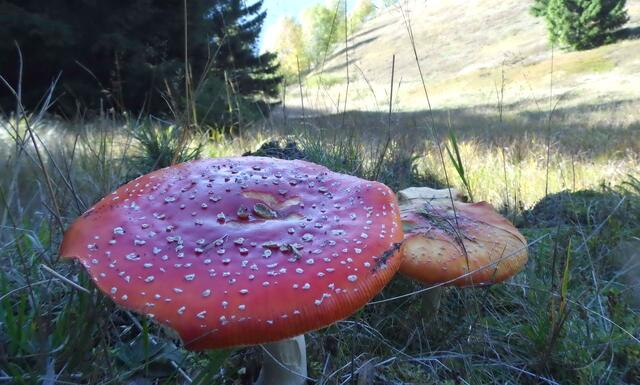 Herbstzeit ist auch Pilzzeit. Der Fliegenpilz wird auch als Glückspilz bezeichnet. Er ist unverwechselbar, so dass keine Gefahr besteht, ihn aus Versehen zu essen.
