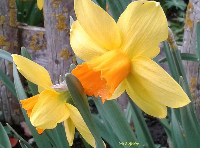 Foto: Iris Alefelder