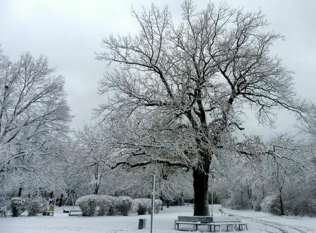 Blick auf die sogenannte Hochzeitseiche.