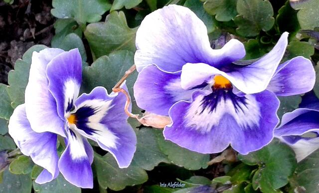 Foto: Iris Alefelder