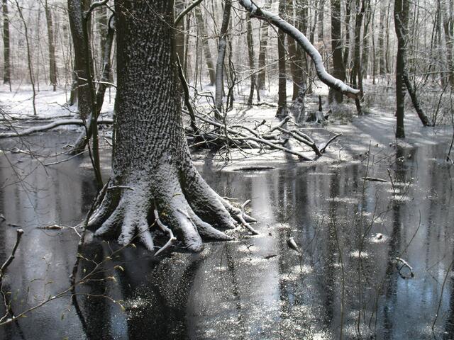 Im Winter zeigt sich der Wald von seiner kahlen Seite. Aber er kann dann auf andere Art reizvoll sein. Der Wald ist wichtig für Tiere, Pflanzen und Menschen. Wir sollten ihm viel mehr Natürlichkeit zugestehen. 