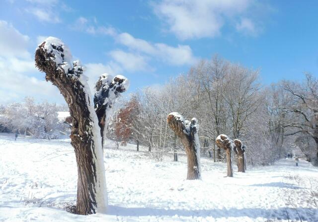 Kopfweiden - Weidenallee