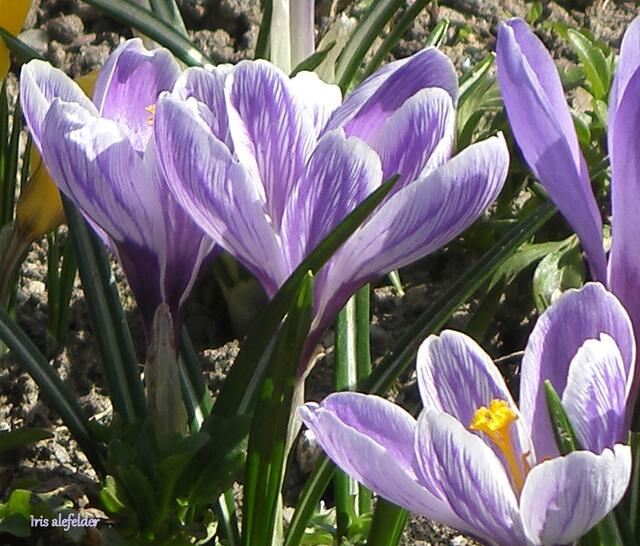 Foto: Iris Alefelder