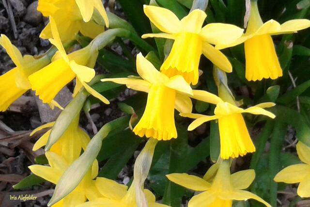 Foto: Iris Alefelder