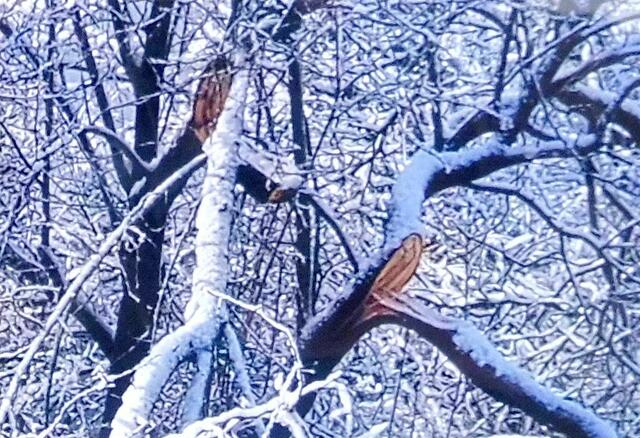 Astbruch durch Schneelast