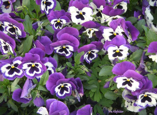 Foto: Iris Alefelder