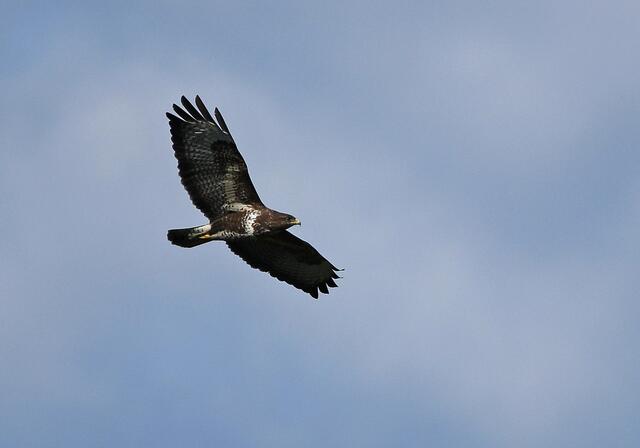 Bussard | Foto: Copyright Andreas Schäfer