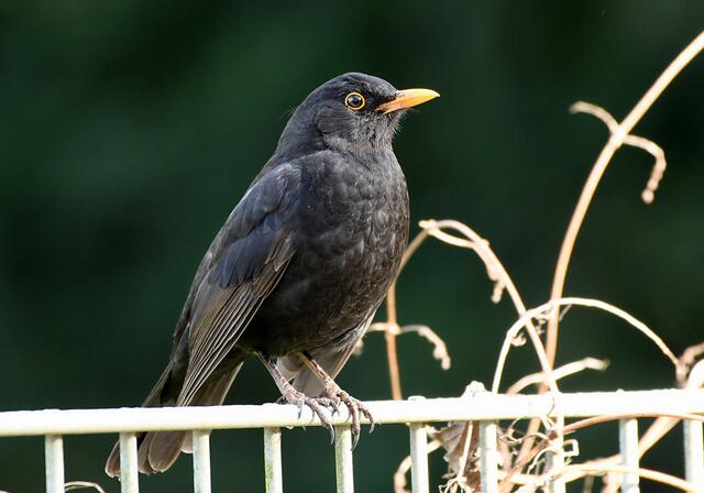 Amsel | Foto: Copyright Andreas Schäfer