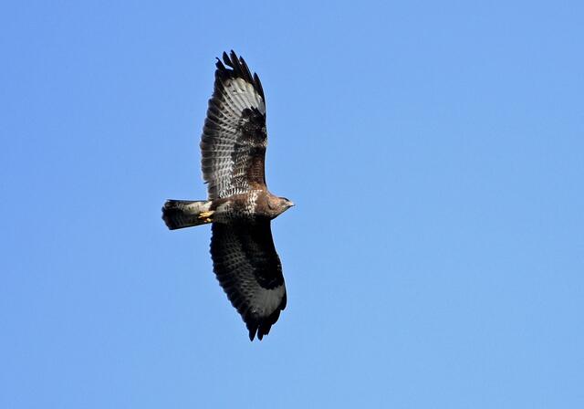 Bussard | Foto: Copyright Andreas Schäfer