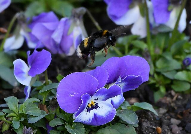 Hummel | Foto: Copyright Andreas Schäfer
