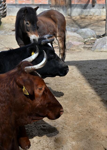 Rindvieh auf Meyers Hof