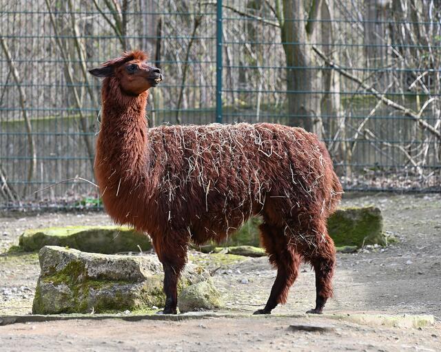 Alpaka