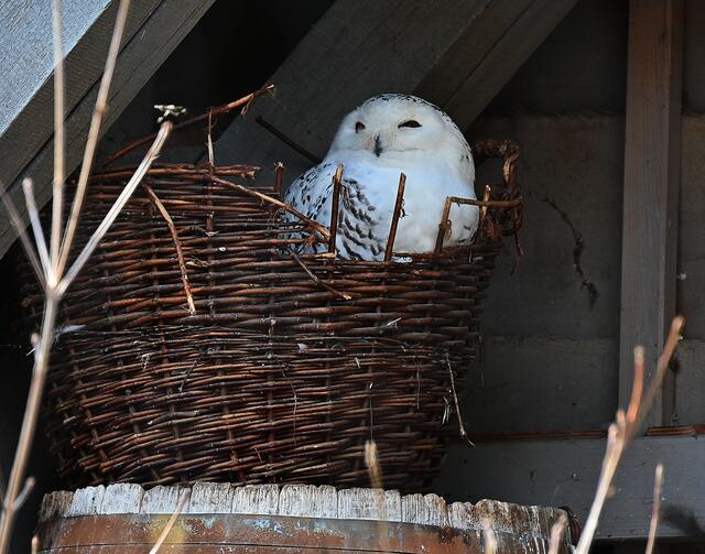 Schnee-Eule