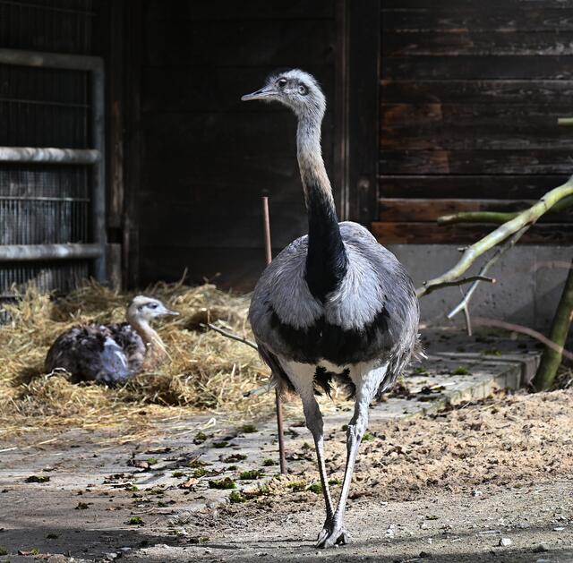 ein anderer Laufvogel: Nandu aus Südamerika