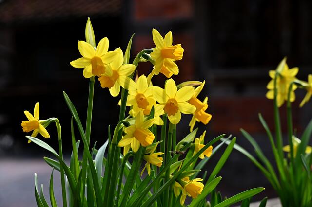 Im Zoo blüht es: Der Frühling ist da.