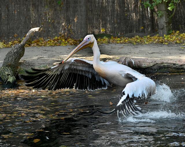 vergeblicher Staertversuch
