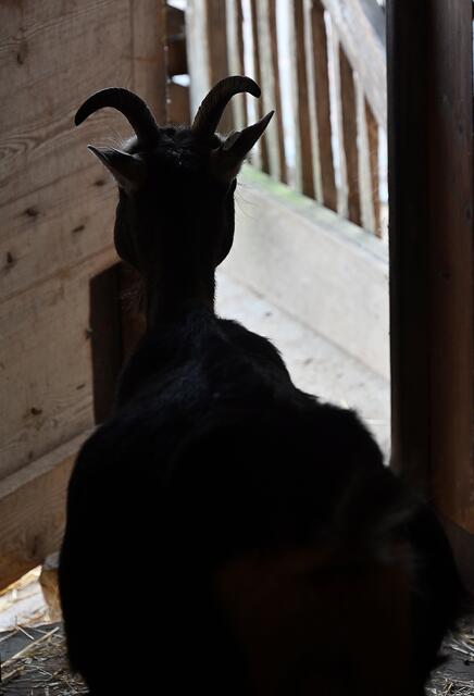 Ziege auf Meyers Hof