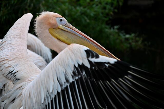 Pelikanporträt