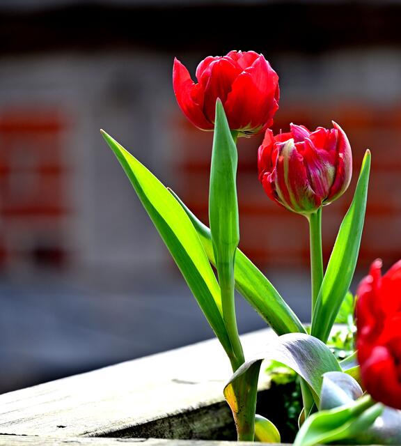 Frühlingsblumen im Zoo