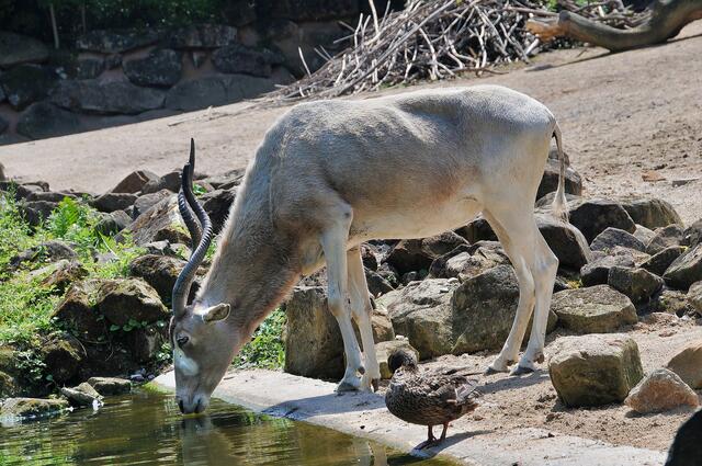 Addax-Antilope