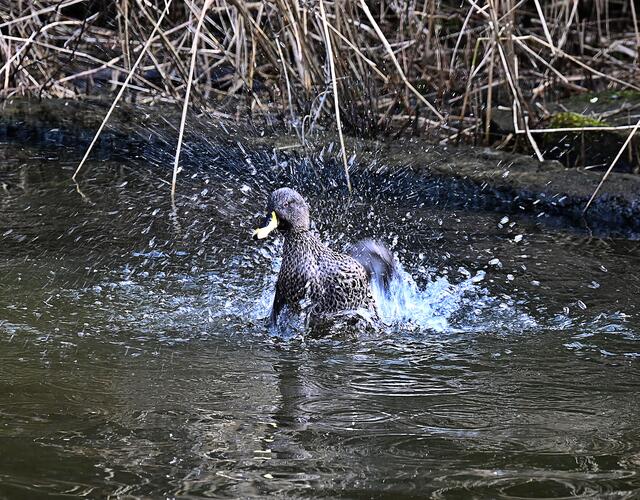 Gelbshcnabelente beim Plantschen