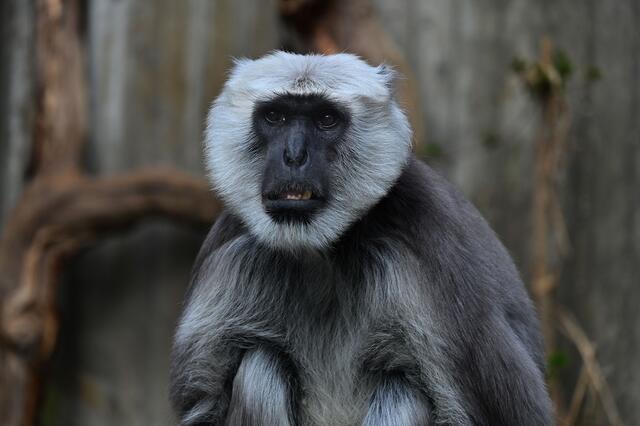 Porträt eines Hanuman-Languren