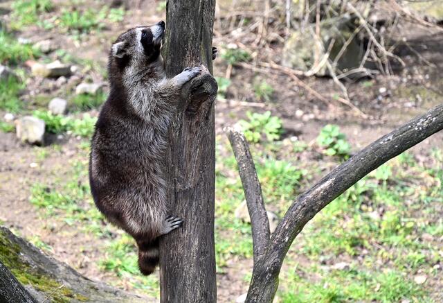 Waschbär beim Klettern
