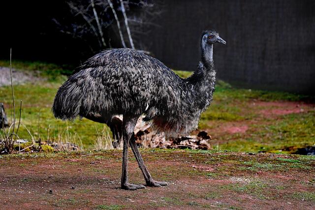Emu aus Australien