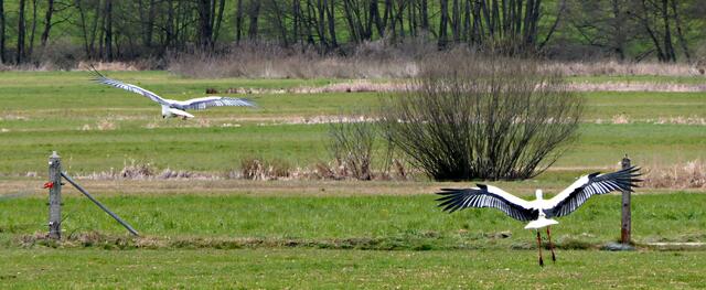 Gemeinsam auf Futtersuche in den Schmutterwiesen