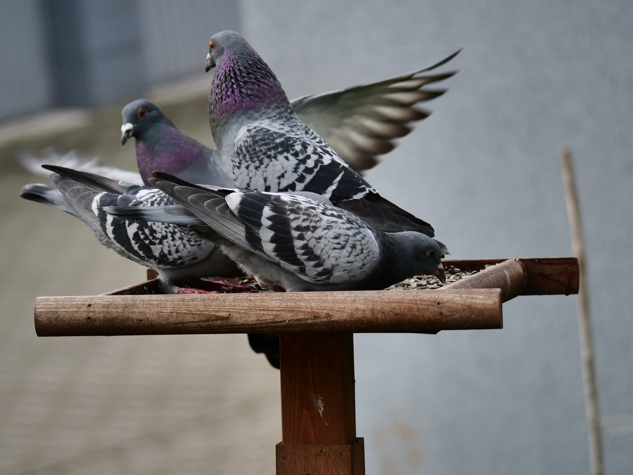 Tauben Dieser Taubenverein.... Duisburg
