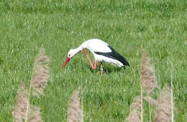 Gleich unterhalb des Kirchenhügels findet der Storch Futter ...