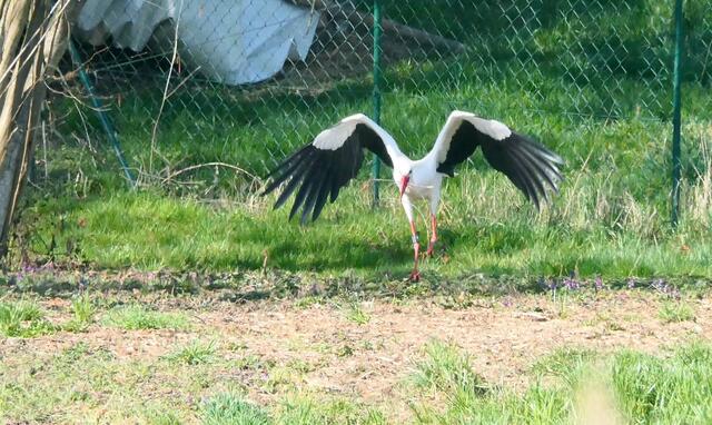 ... und Material zum Nestbau