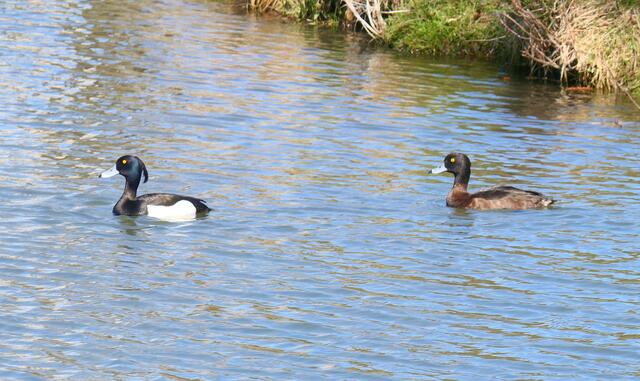 ... so wie diese hübschen Reiherenten