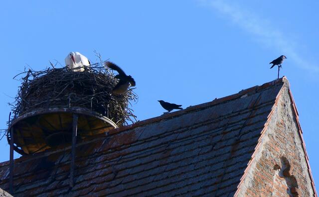 Ständige Besucher: die Krähen, die ebenfalls den Kirchturm als Nistplatz gewählt haben