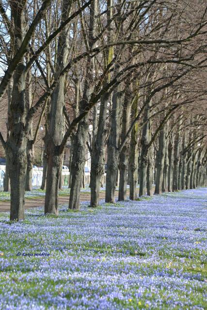 Scillablüte in der Herrenhäuser Allee (Foto: Katja Woidtke)