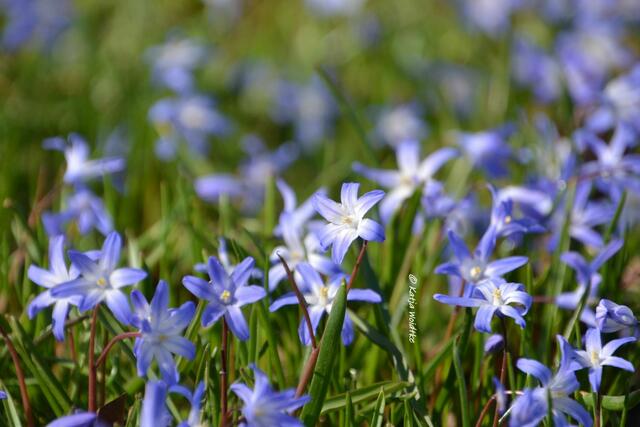 Scillablüte in der Herrenhäuser Allee (Foto: Katja Woidtke)
