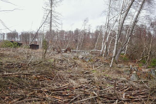 hier am Gräfingründerteich gab es noch vor ein Jahren einen Wald