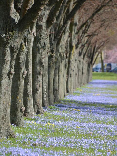 Scillablüte in der Herrenhäuser Allee (Foto: Katja Woidtke)