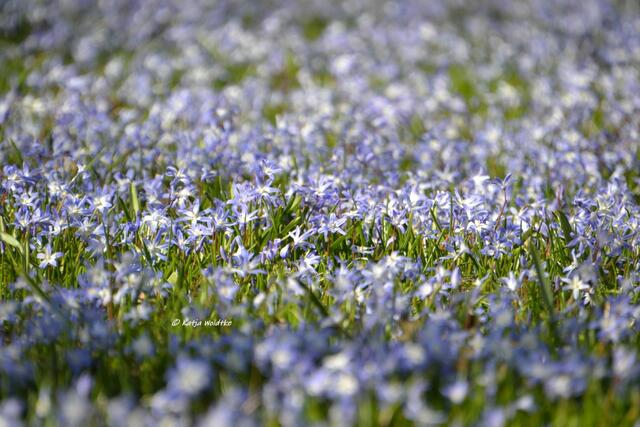 Scillablüte in der Herrenhäuser Allee (Foto: Katja Woidtke)