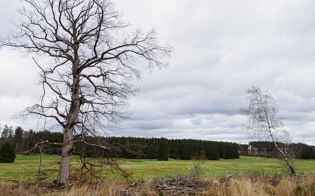 alte Eiche am Wiesenrand