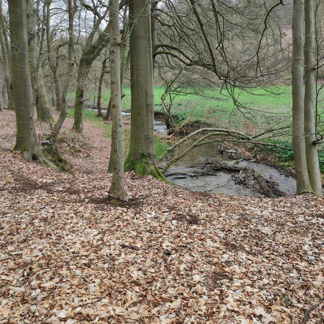 Der Walterbach