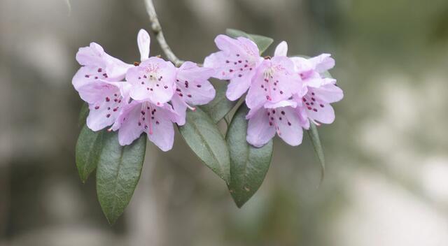 Kleiner Rhododendron (Rhododendron minus)