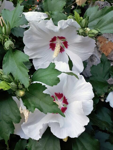 Hibiskusblüten 