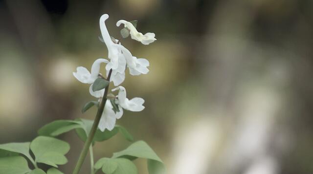 Hohler Lerchensporn (Corydalis cava)