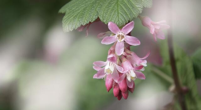 Blut-Johannisbeere (Ribes sanguineum)