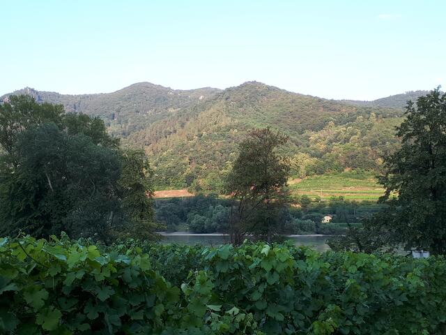Weinanbau im Donautal