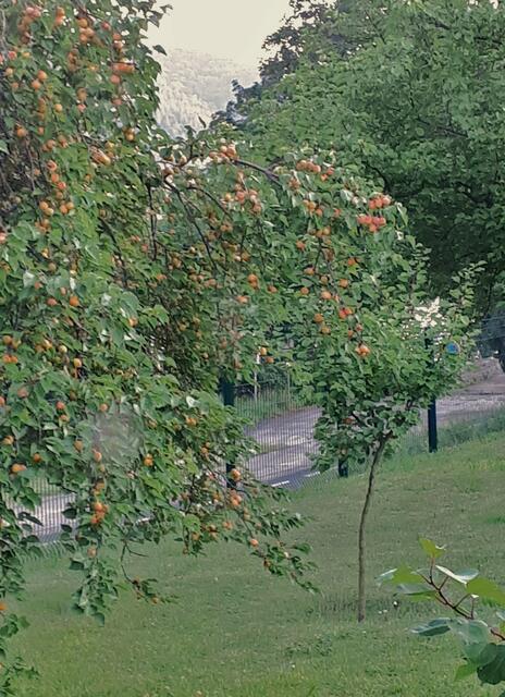 Marillenbäume hängen voller Früchte