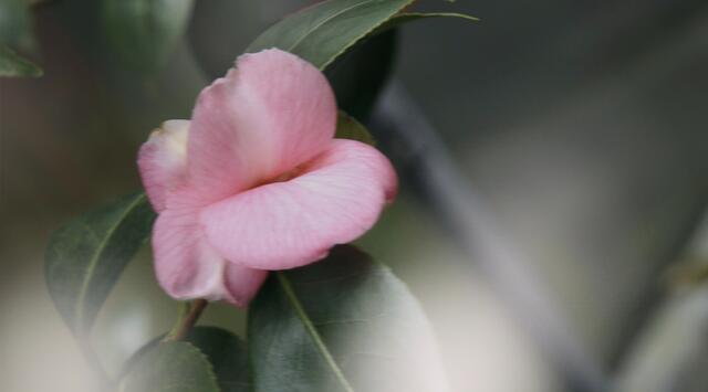 Japanische Kamelie (Camellia japonica)